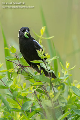 Bobolink