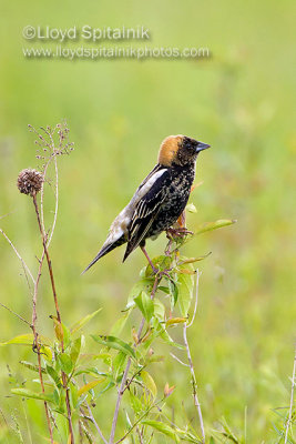 Bobolink