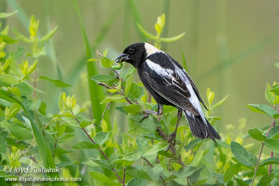 Bobolink