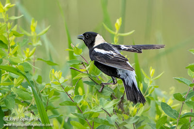 Bobolink