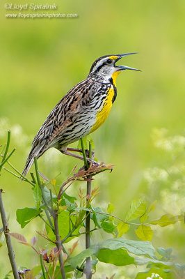 Eastern Meadowlark