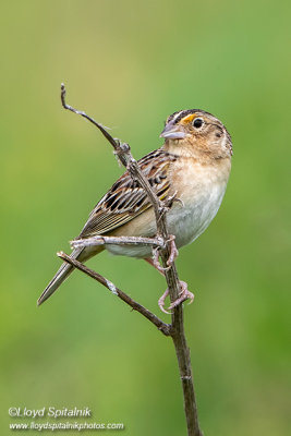 Grasshopper Sparrow