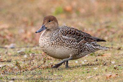 Northern Pintail