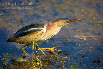 Least Bittern