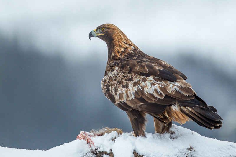 golden eagle(Aquila chrysaetos, steenarend)