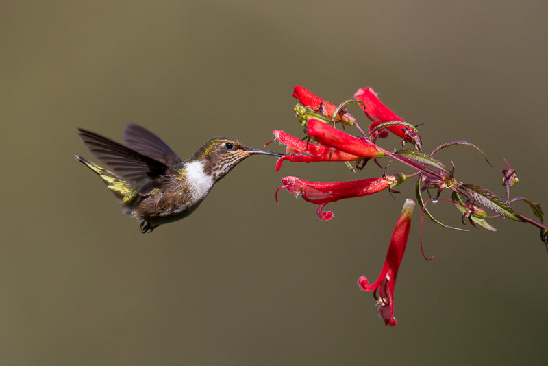 volcano hummingbird(Selasphorus flammula)