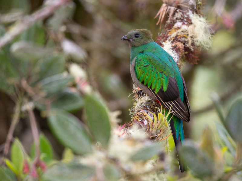 resplendent quetzal(Pharomachrus mocinno)