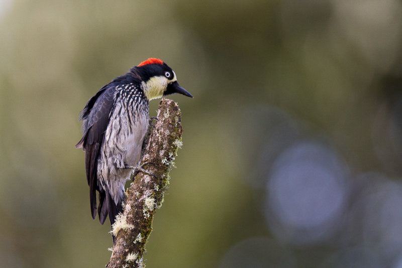 acorn woodpecker (f.)(Melanerpes formicivorus)