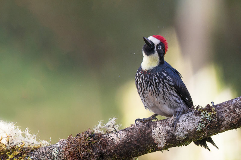 acorn woodpecker(Melanerpes formicivorus)