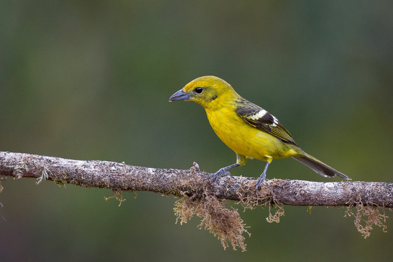 flame-colored tanager (f.)(Piranga bidentata)