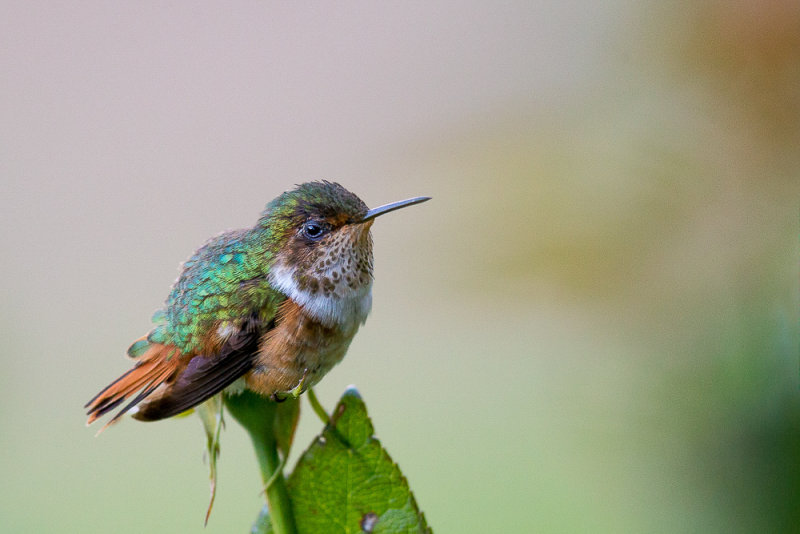 scintillant hummingbird<br><i>(Selasphorus scintilla)</i>