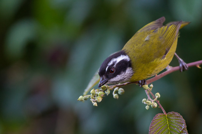 sooty-capped bush tanager(Chlorospingus pileatus)