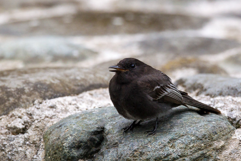 black phoebe(Sayornis nigricans)