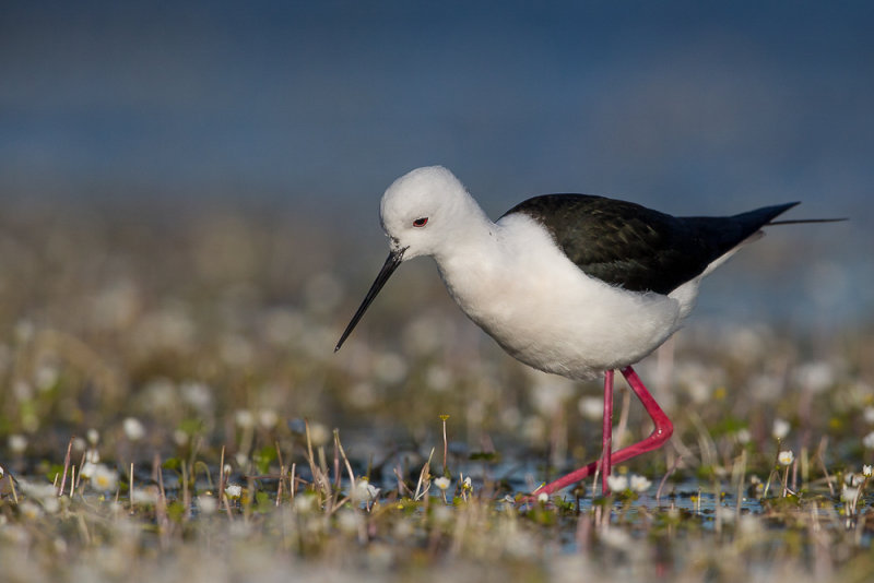 black-winged stilt(Himantopus himantopus)