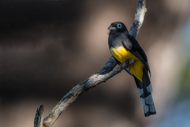 black-headed trogon(Trogon melanocephalus)