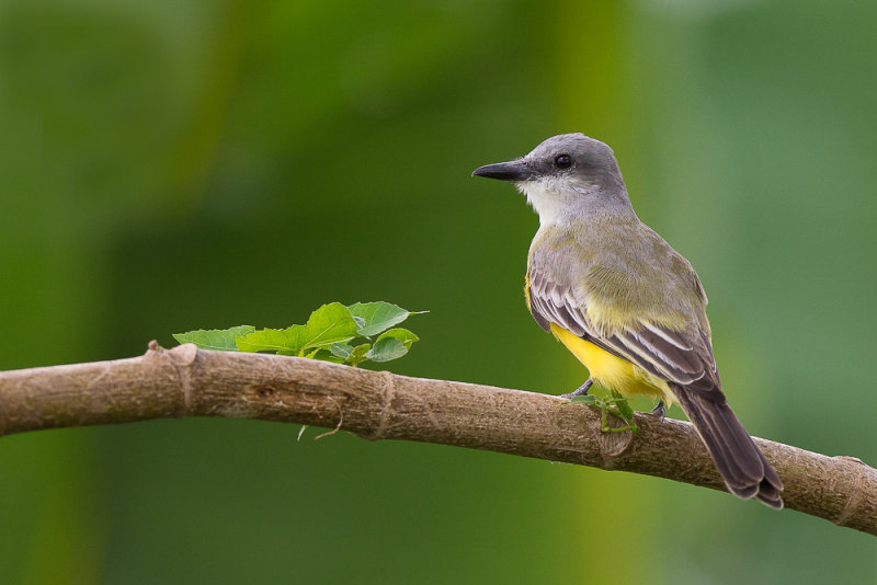 tropical kingbird<br><i>(Tyrannus melancholicus)</i>