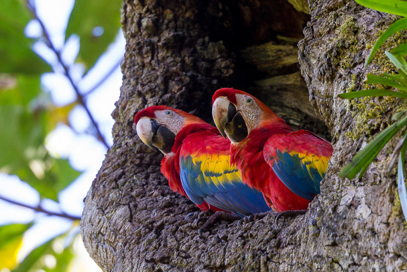 scarlet macaw(Ara macao)