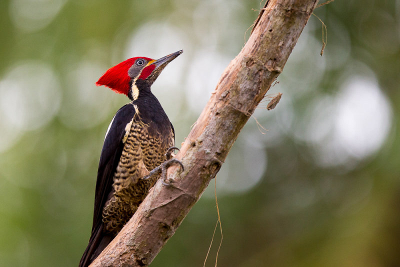 lineated woodpecker<br><i>(Dryocopus lineatus)</i>