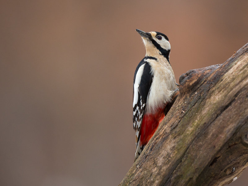 great spotted woodpecker<br><i>(Dendrocopos major)</i>