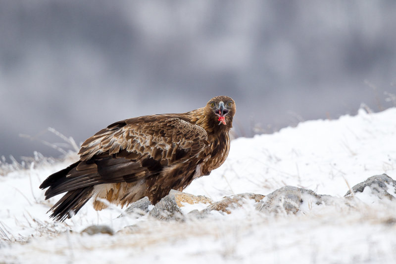 golden eagle<br><i>(Aquila chrysaetos)</i>