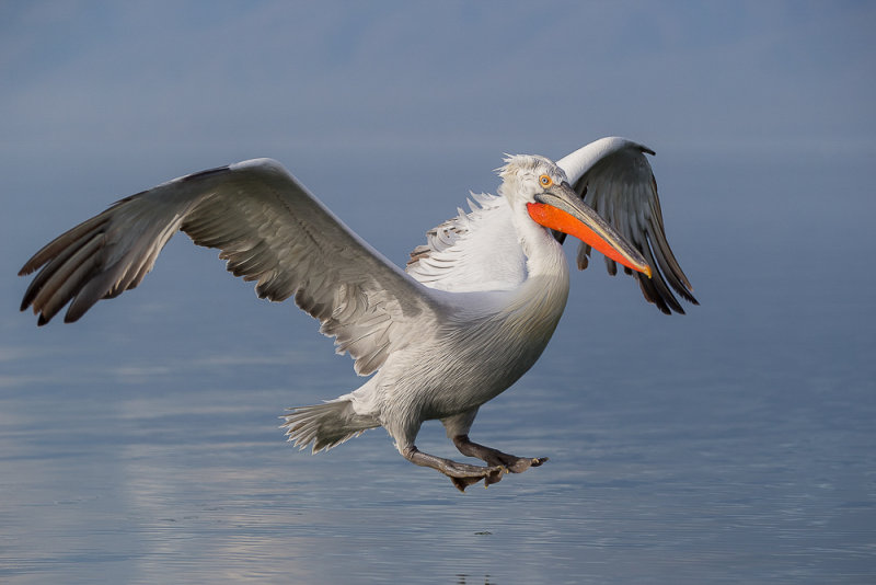 dalmatian pelican(Pelecanus crispus)