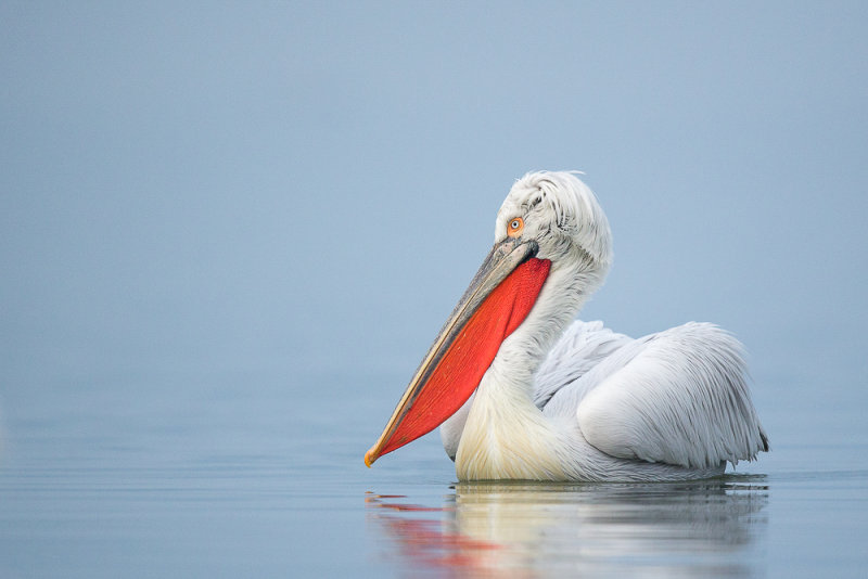 dalmatian pelican<br><i>(Pelecanus crispus)</i>