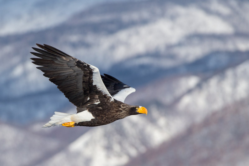 Stellers Sea-eagle<br><i>(Haliaeetus pelagicus)</i>