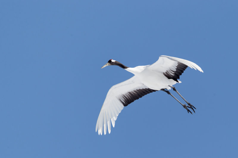 Red-crowned Crane<br><i>(Grus japonensis)</i>