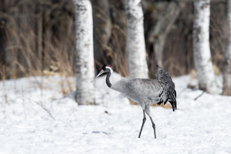 Common Crane<br><i>(Grus grus)</i>