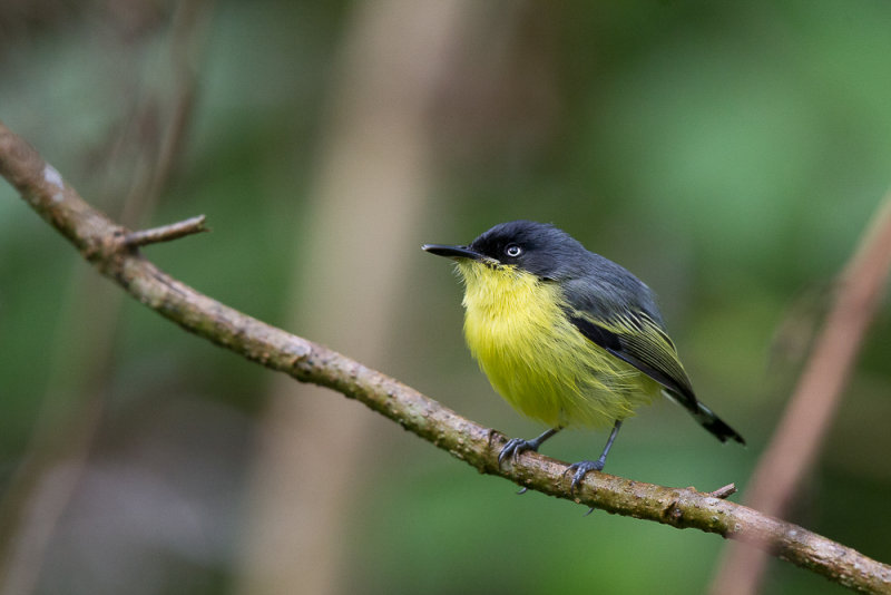 common tody-flycatcher(Todirostrum cinereum)