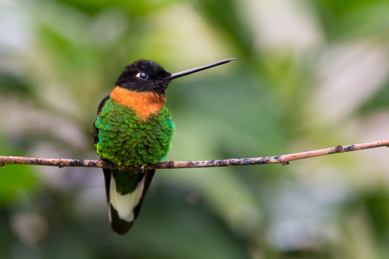 collared inca(Coeligena torquata)