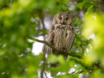 long-eared owl(Asio otis, NL: ransuil)