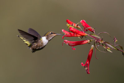 volcano hummingbird(Selasphorus flammula)
