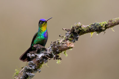 fiery-throated hummingbird(Panterpe insignis)