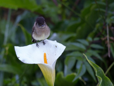 black-capped flycatcher(Empinodax atriceps)