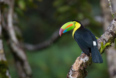 keel-billed toucan(Ramphastos sulfuratus)