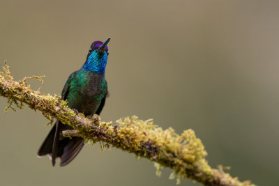 admirable hummingbird (m.)(Eugenes spectabilis)