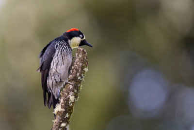 acorn woodpecker (f.)(Melanerpes formicivorus)