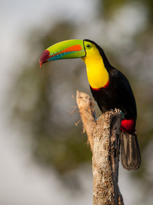 keel-billed toucan(Ramphastos sulfuratus)