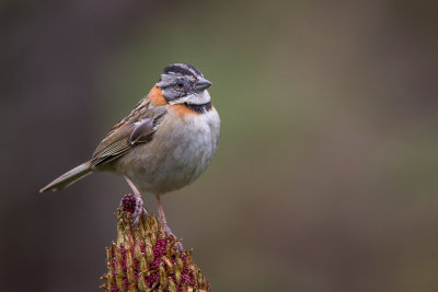 rufous-collared sparrow(Zonotrichia capensis)