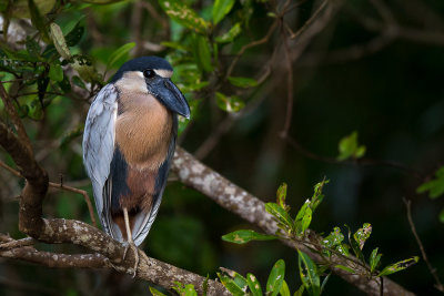 boat-billed heron(Cochlearius cochlearius)