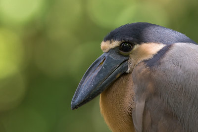 boat-billed-heron(Cochlearius cochlearius)
