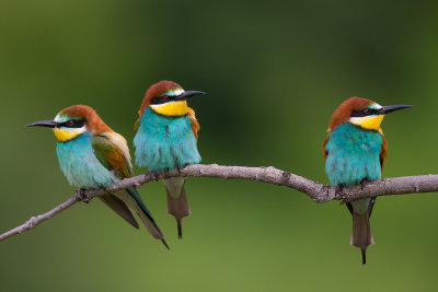 european bee-eater(Merops apiaster)