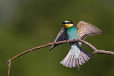 european bee-eater(Merops apiaster)