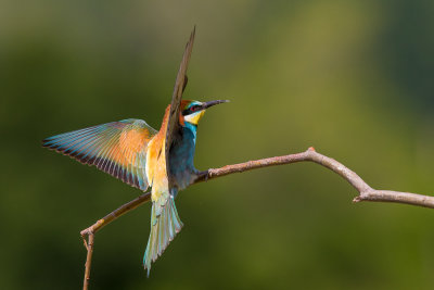 european bee-eater(Merops apiaster)
