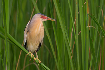 common little bittern(Ixobrichus minutus)