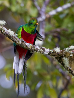 resplendent quetzal(Pharomachrus mocinno)