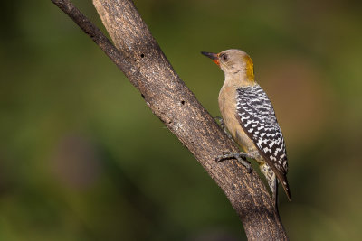 hoffmann's woodpecker(Melanerpes hoffmannii)