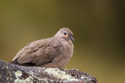 ECUADOR north