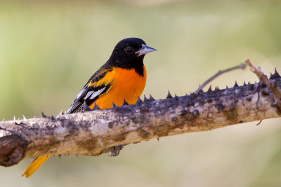 baltimore oriole(Icterus galbula)